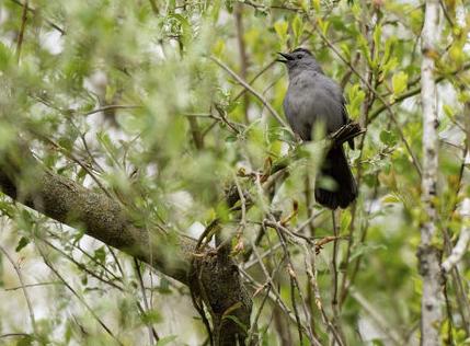 American icon lures 'birders' to lake catbird